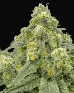 White Widow