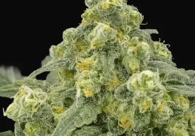 White Widow