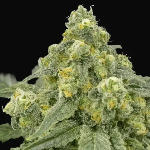 White Widow