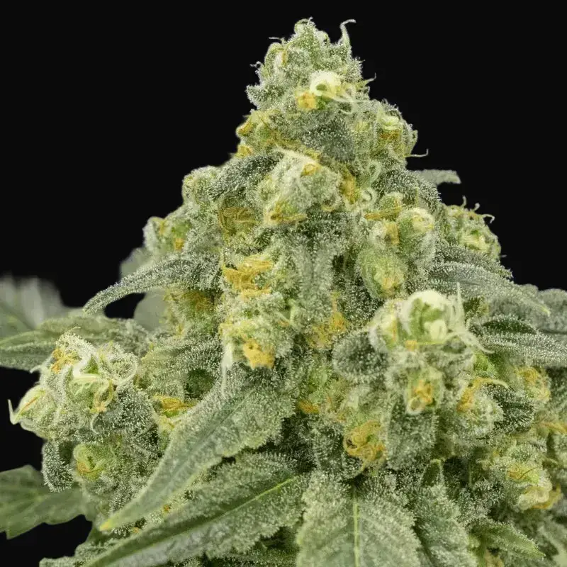 White Widow