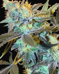 White Widow