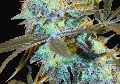 White Widow
