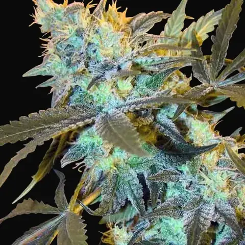 White Widow