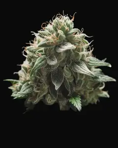 White Widow