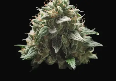 White Widow