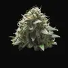White Widow