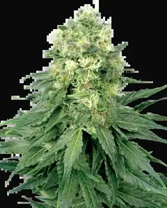 White Widow