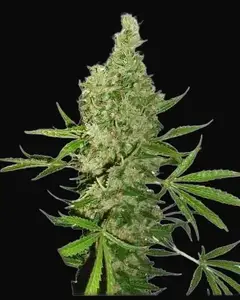 White Widow X The Ultimate