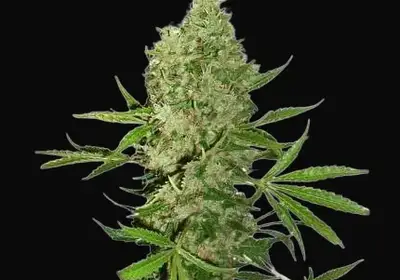 White Widow X The Ultimate