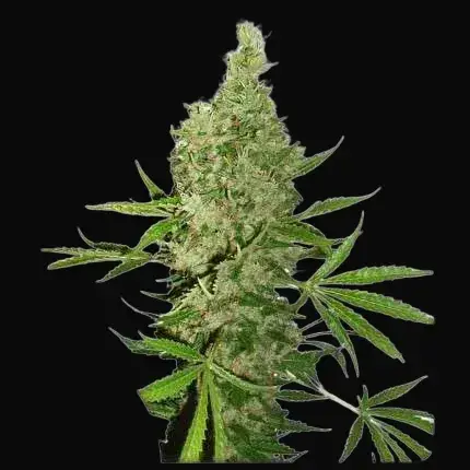 White Widow X The Ultimate