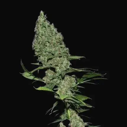 White Widow X The Ultimate — zdjęcie 5