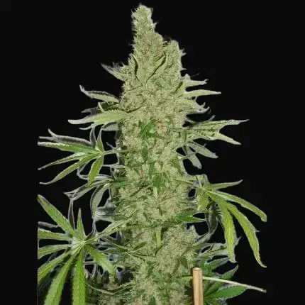 White Widow X The Ultimate — zdjęcie 2