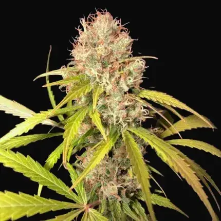 White Widow X The Ultimate — zdjęcie 4