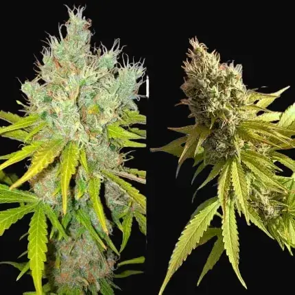 White Widow X The Ultimate — zdjęcie 6