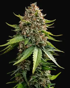 White Widow XXL Auto