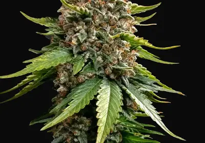 White Widow XXL Auto