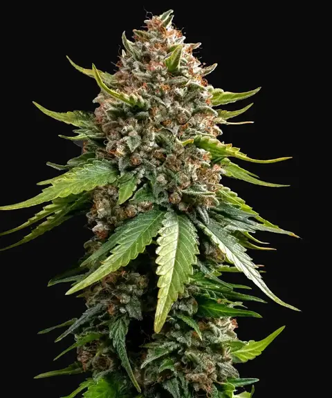 White Widow XXL Auto