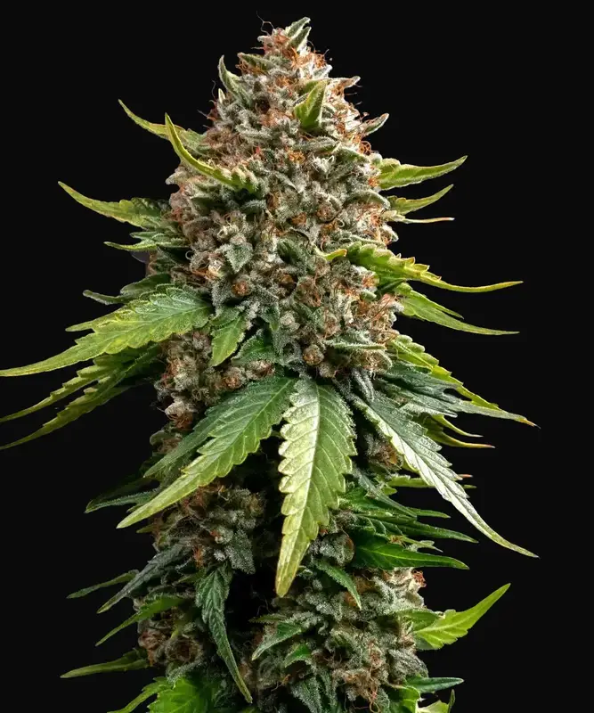 White Widow XXL Auto