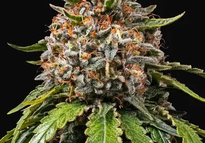White Widow XXL