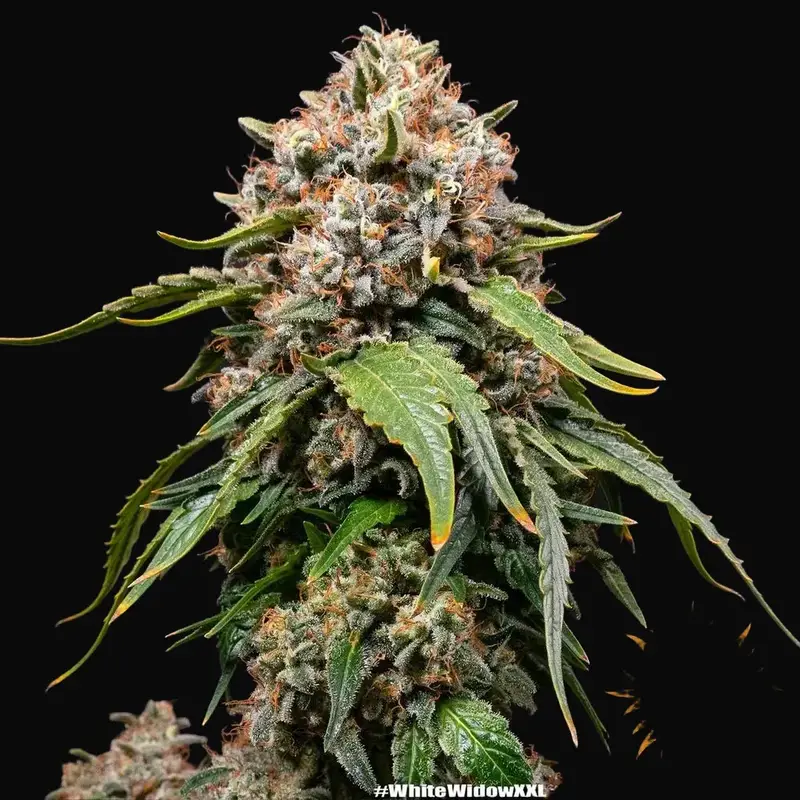 White Widow XXL — zdjęcie 3