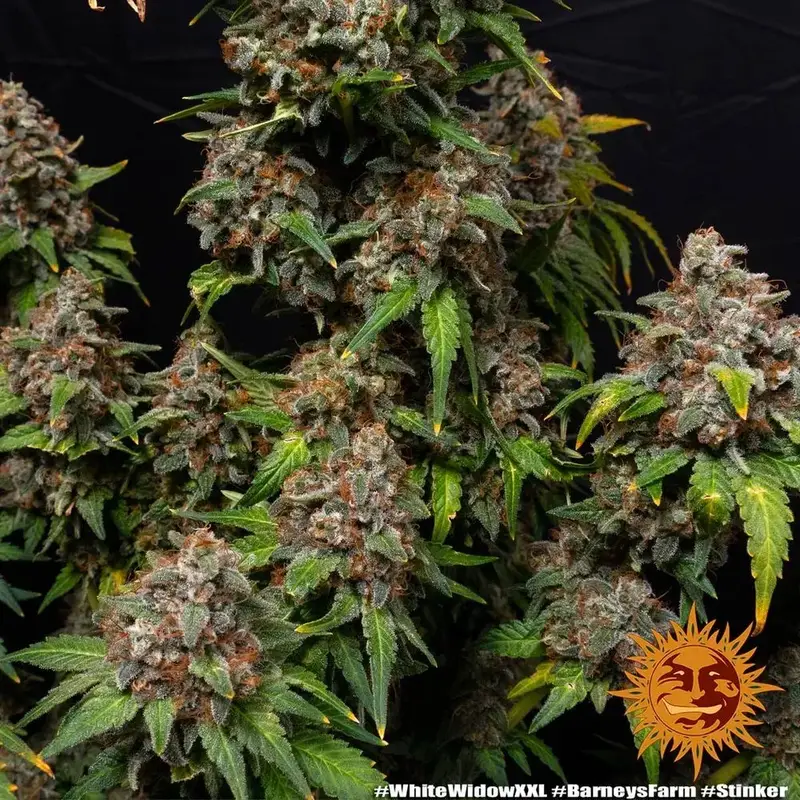 White Widow XXL — zdjęcie 2