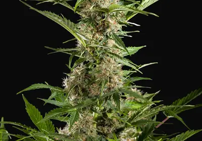 White Yoda Auto