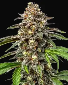 Whitethorn Rose x Ooze Extraction