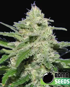 Widow Bomb