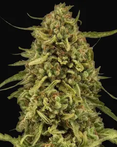 Widow Remedy - Regular
