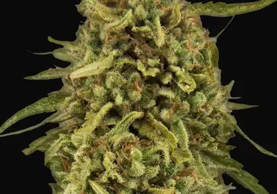 Widow Remedy - Regular