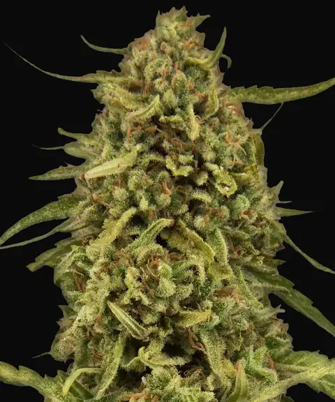 Widow Remedy - Regular