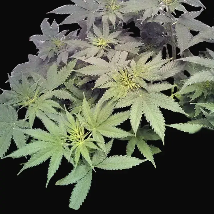 Widow Remedy - Regular — zdjęcie 4