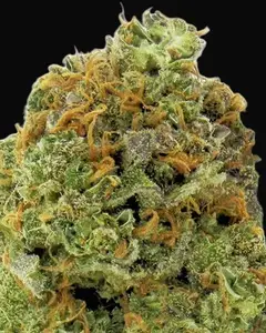 Wipeout Express Auto