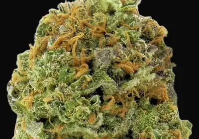 Wipeout Express Auto