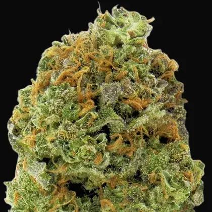 Wipeout Express Auto