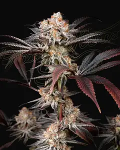 Wonder Pie