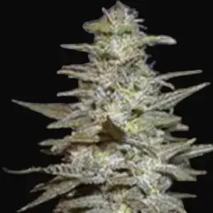 Wonderberry