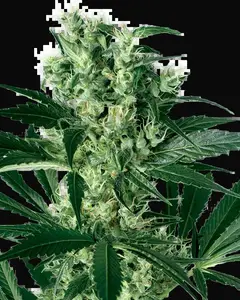 X Haze Feminized