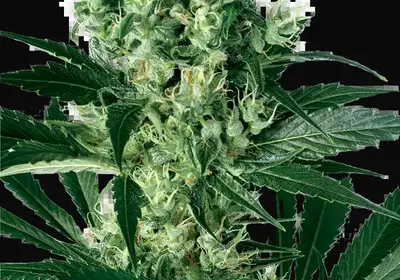 X Haze Feminized