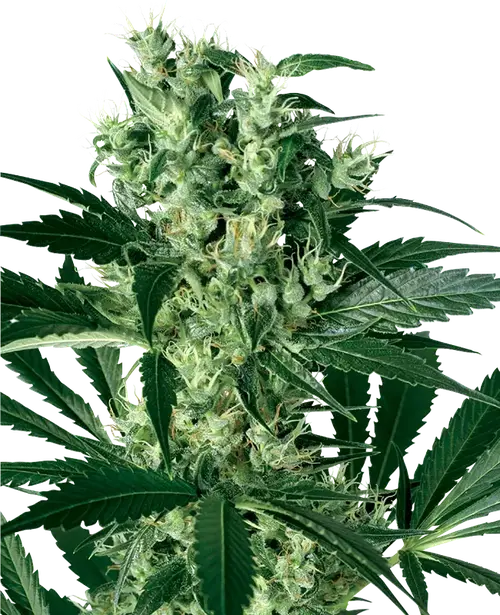 X Haze Feminized