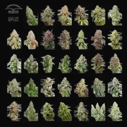 Xmas Autoflower Collection 34 seeds — zdjęcie 2