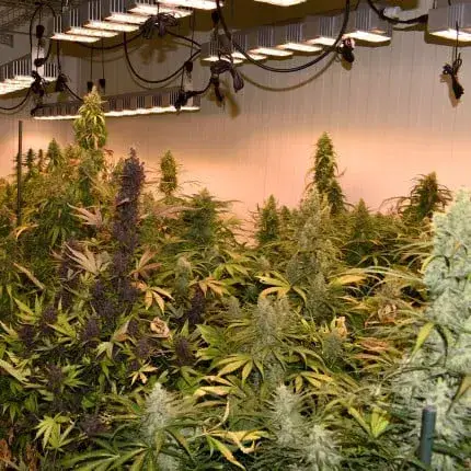 Xmas Autoflower Collection 34 seeds — zdjęcie 5