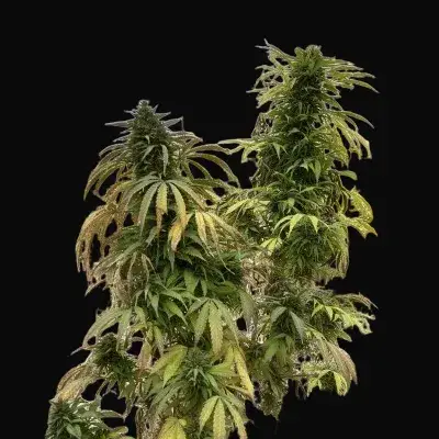 Yarkhun Valley Regular