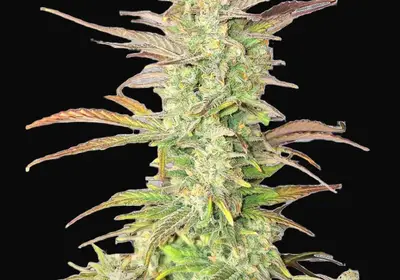 Z-Up Auto
