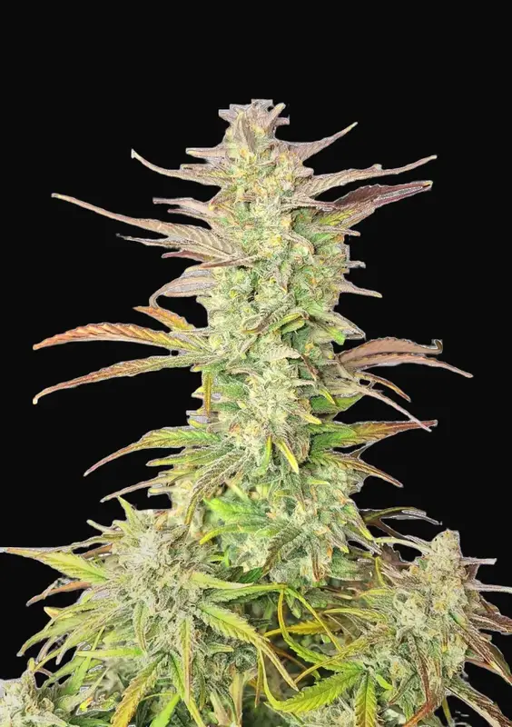 Z-Up Auto