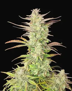 Z-Up Auto