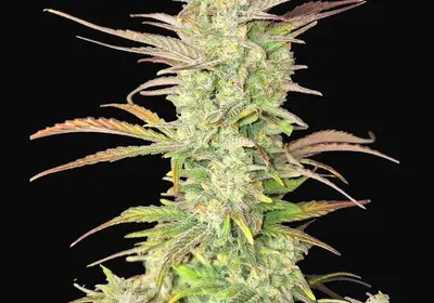 Z-Up Auto