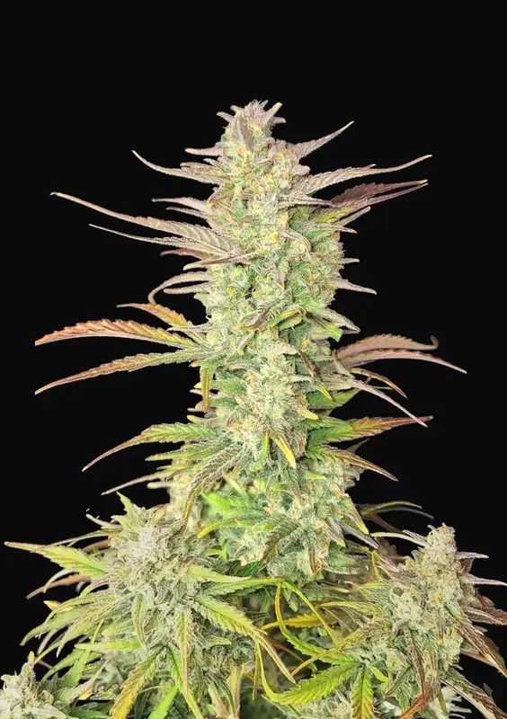 Z-Up Auto
