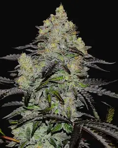 Zinnapple