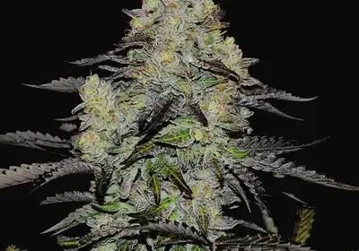 Zinnapple